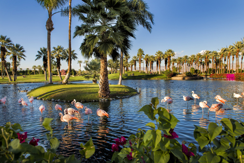 JW Marriott Desert Springs Resort & Spa - Flamingos