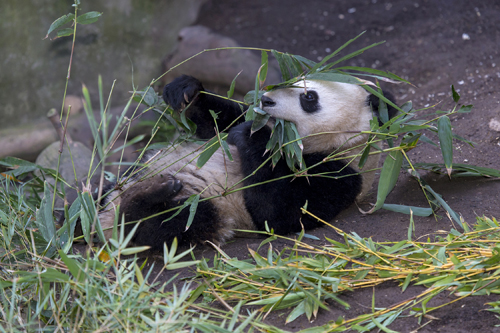san-diego-zoo-panda-photographer-jenny-mehlow