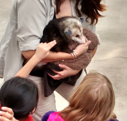 santa-ana-zoo-possum