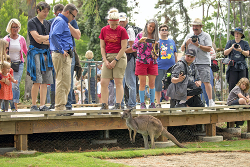 guests see kangaroos at the San Diego Safari Park