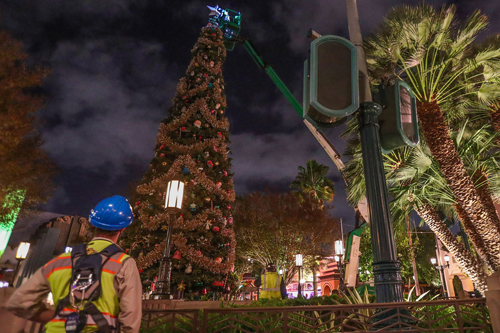 Disneyland Resort - Decorating trees at Disney California Adventure