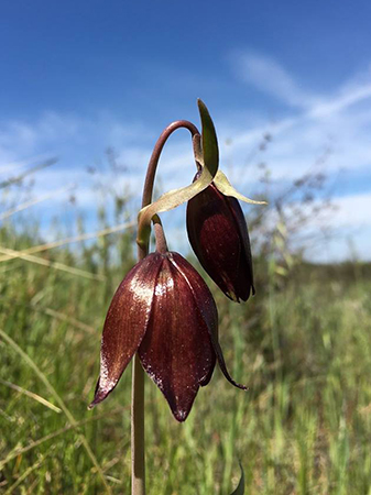 Chocolate Lilies