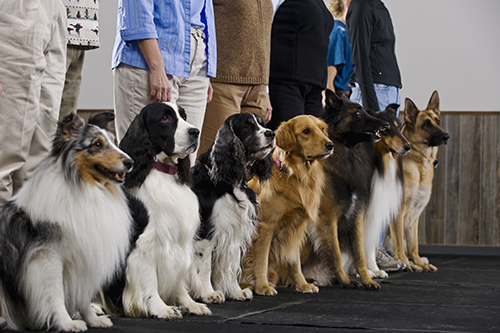 dogs lined up at a show