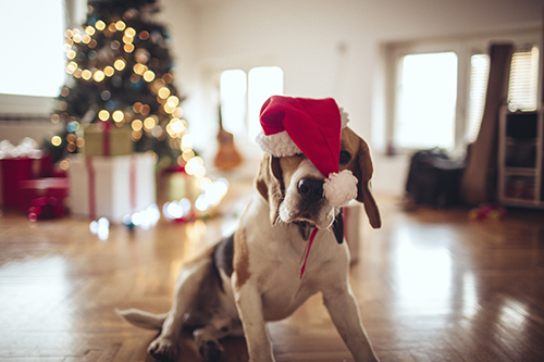 dog unhappy with Santa hat on