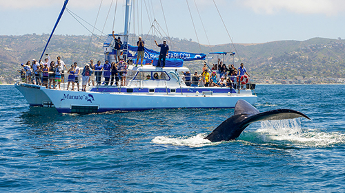 Dolphin and Whale Watching Safari