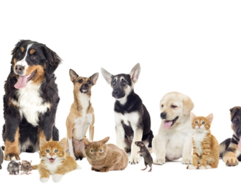 17th Annual Super Pet Adoption Fundraiser
