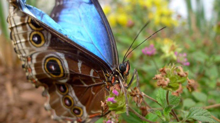 SOAR - Tropical Butterflies