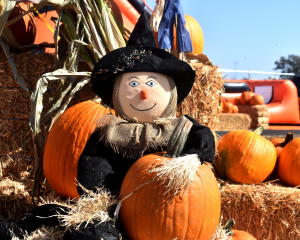 A scarecrow holding a pumpkin at the OC Fair Pumpkin Patch