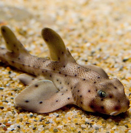 Behind the Scenes Aquarium Tour