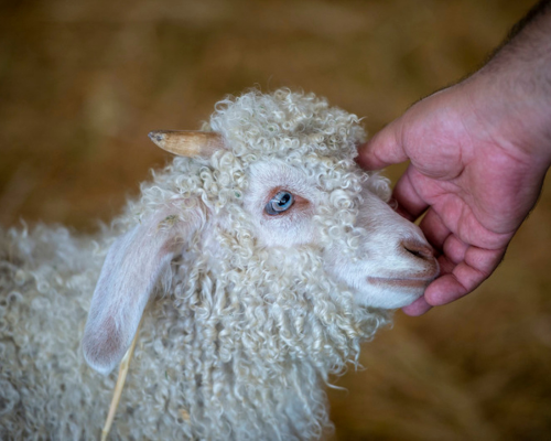 Centennial Farm’s 35th Celebration