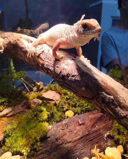 Repticon